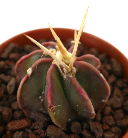 Astrophytum THAYO x BUFFALO AUREUM rare succulent cactus with thick ribs and prominent yellow spines