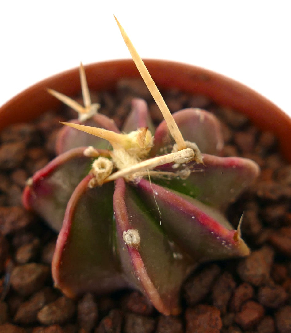 Astrophytum THAYO x BUFFALO AUREUM rare succulent cactus with thick spines and purple-green ribs