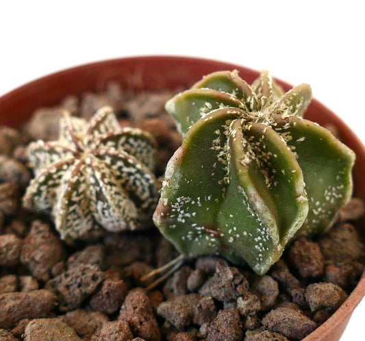 Astrophytum rare succulent cactus hybrid with textured green and white speckled stems