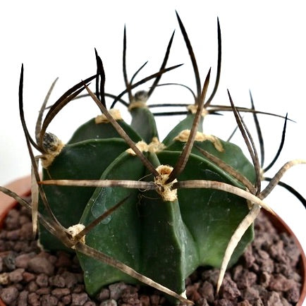 Astrophytum capricorne var. minor rare succulent cactus with long curved spines and dark green body