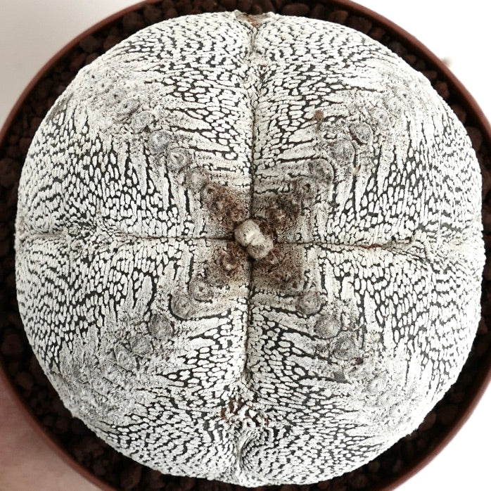 アストロフィツム・ミリオスティグマ cv オンズカ ボールタイプ 大型植物