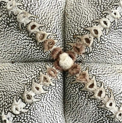 Picture that show the V Type markings of Astrophytum myriostigma cv ONZUKA V-TYPE