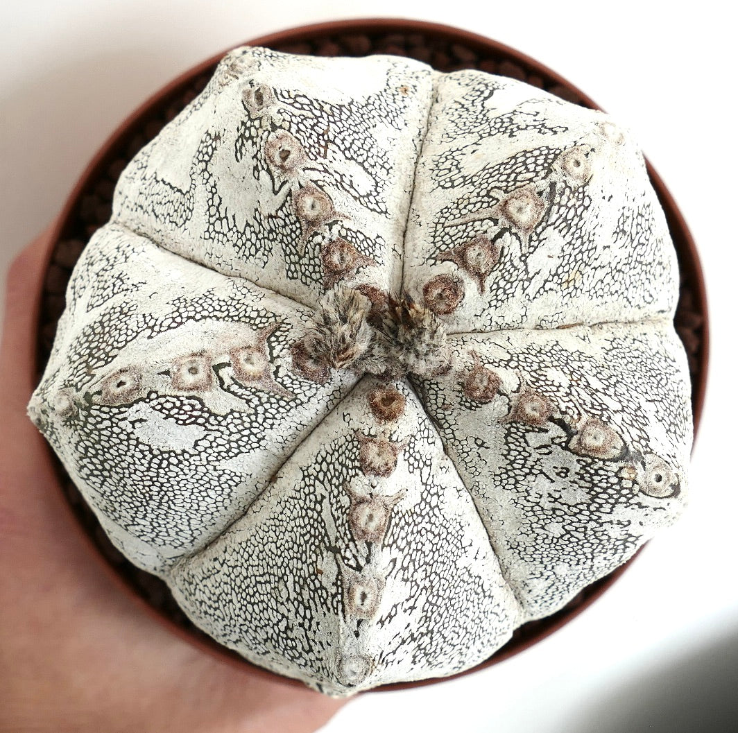 أستروفِتوم ميريوستيغما زرع مُعتمد أونزكا × هاكون عينة قديمة