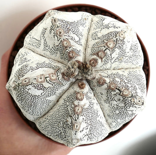 Astrophytum myriostigma cv ONZUKA X HAKUUN old specimen