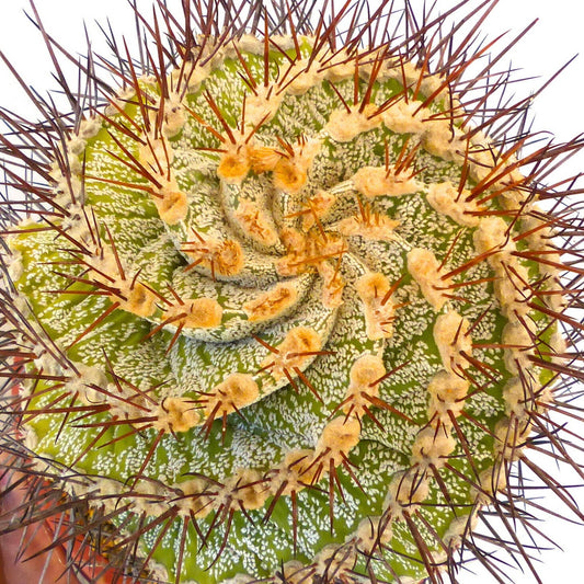 Astrophytum ornatum form spiralis big specimen