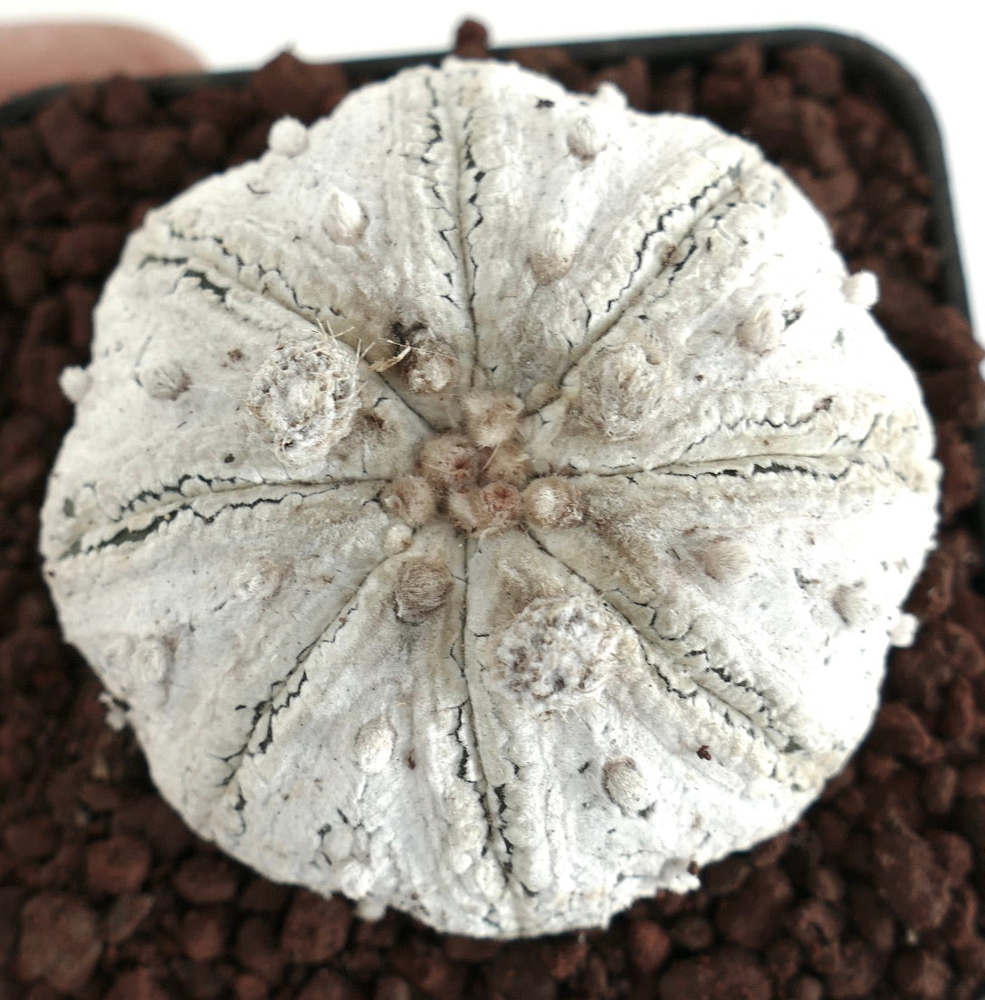 Astrophytum superkabuto rare white star-shaped cactus with textured surface and small areoles