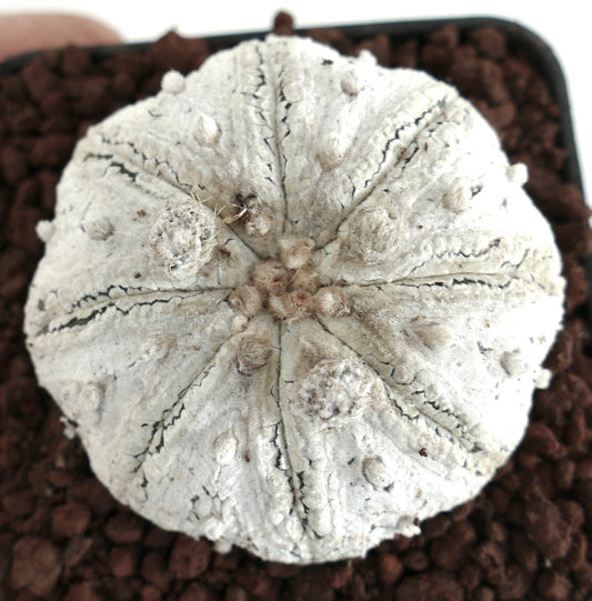 Astrophytum superkabuto SNOW STARSHAPE