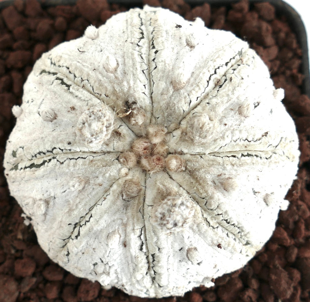 Astrophytum superkabuto rare white star-shaped succulent cactus with textured surface