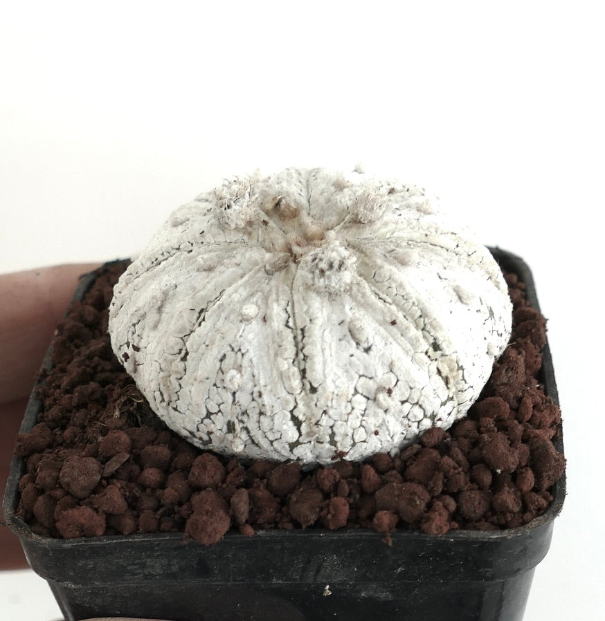 Astrophytum superkabuto rare white textured cactus succulent specimen in pot