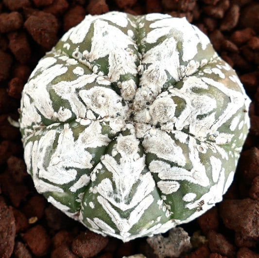 Astrophytum superkabuto succulent cactus with white flecked pattern and rounded shape
