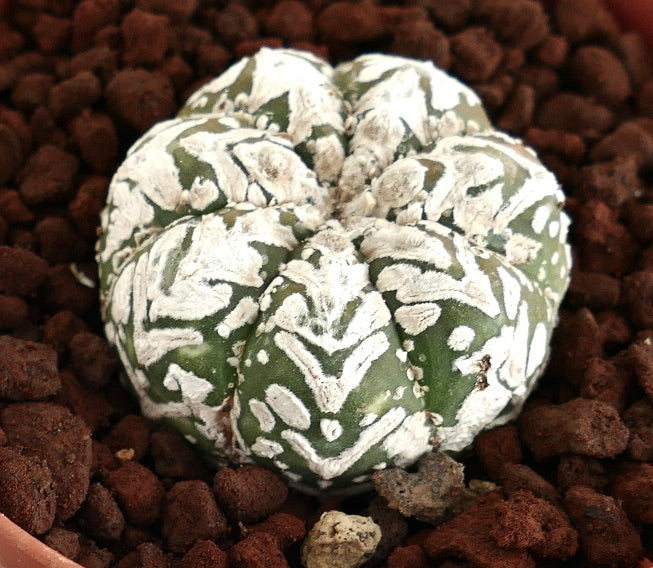 Astrophytum superkabuto rare succulent cactus with white textured patterns on green body