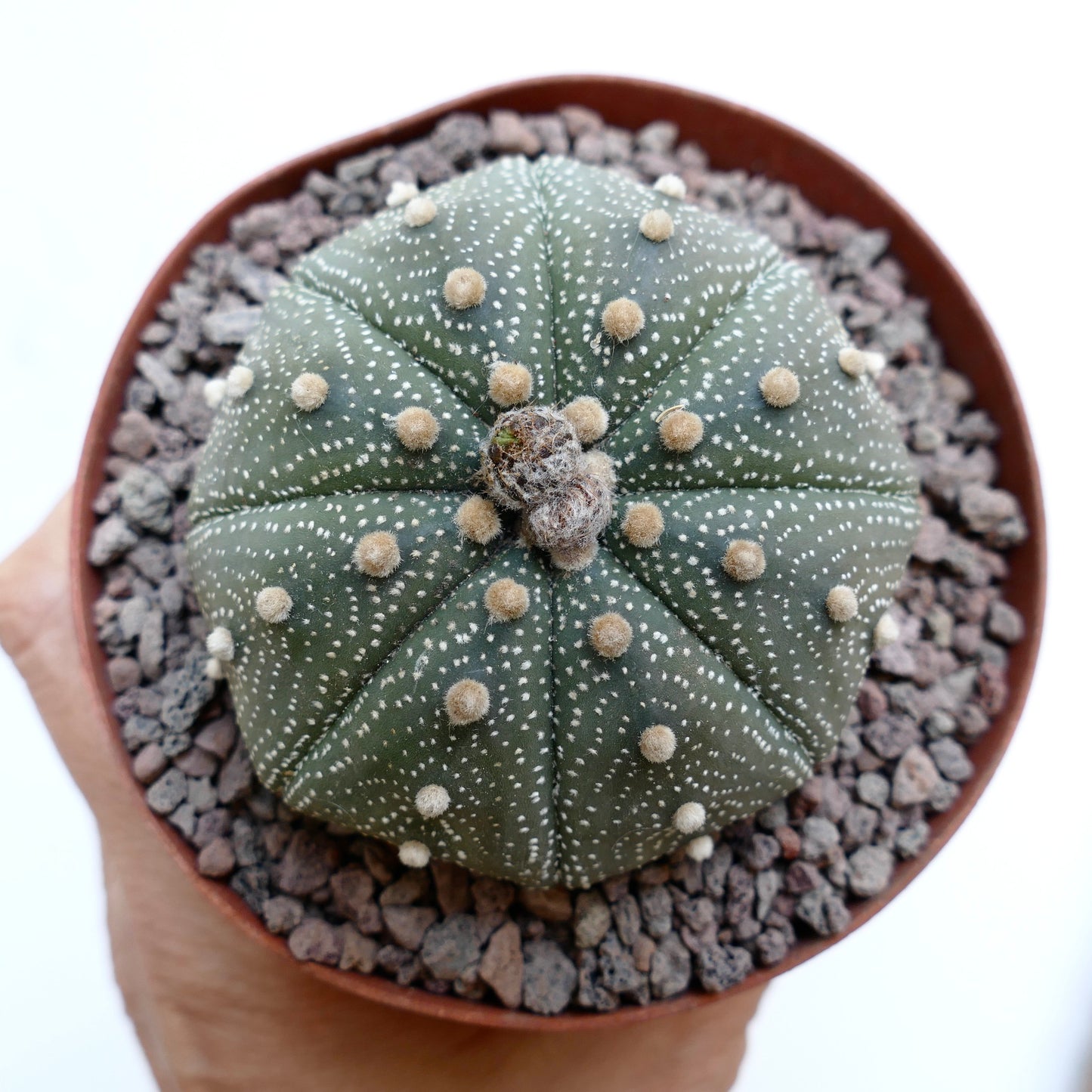 Astrophytum asterias 10