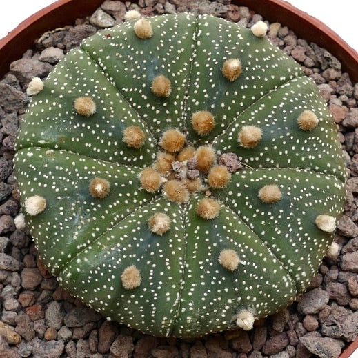 Astrophytum asterias TAMAULIPAS AN79