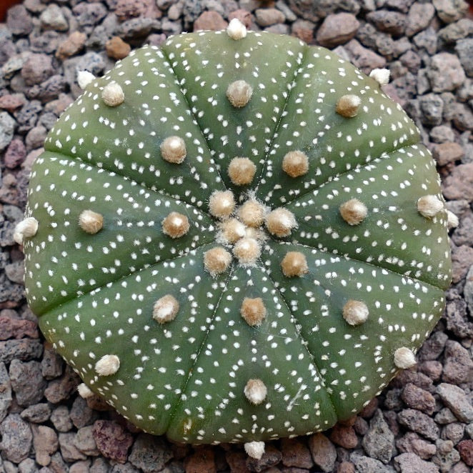 Astrophytum asterias 14