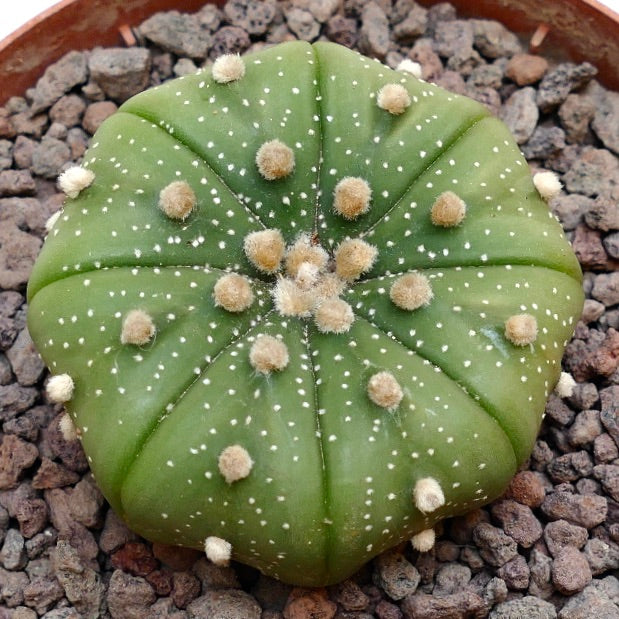 Astrophytum asterias TAMAULIPAS AQ5