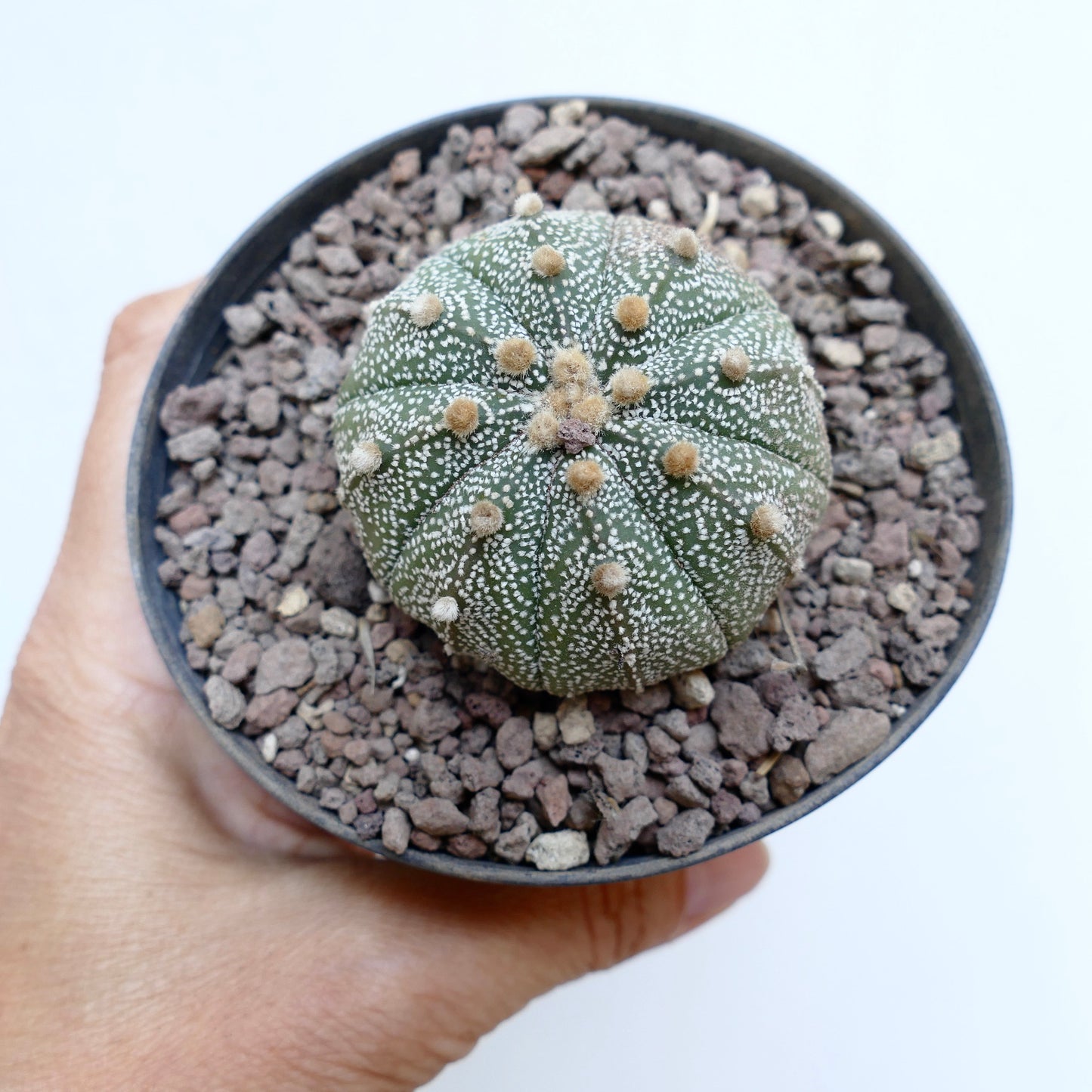 Astrophytum asterias MULTIPUNCTATUM 7Z8