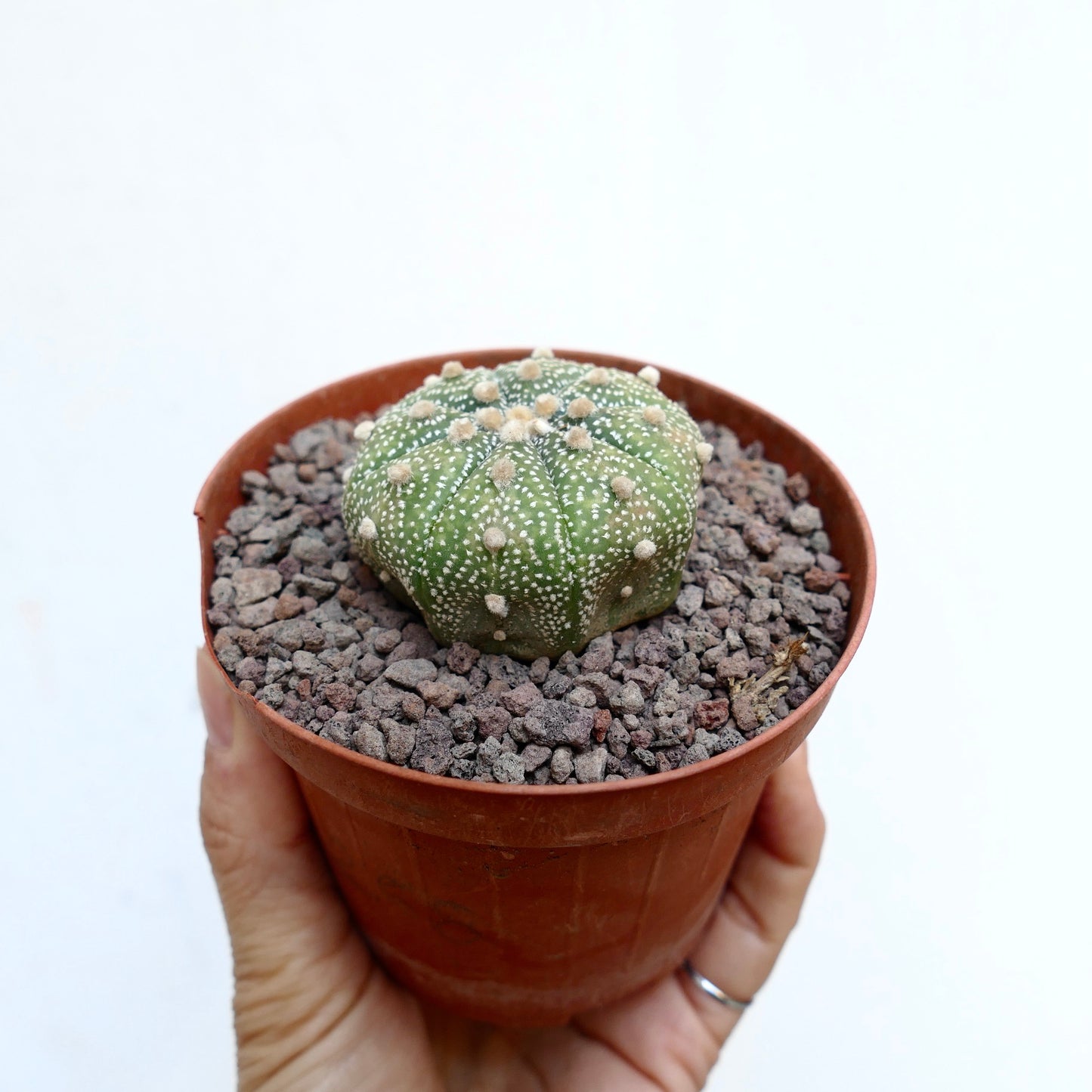 Astrophytum asterias MULTIPUNCTATUM x OIBBO STAR-SHAPE B14