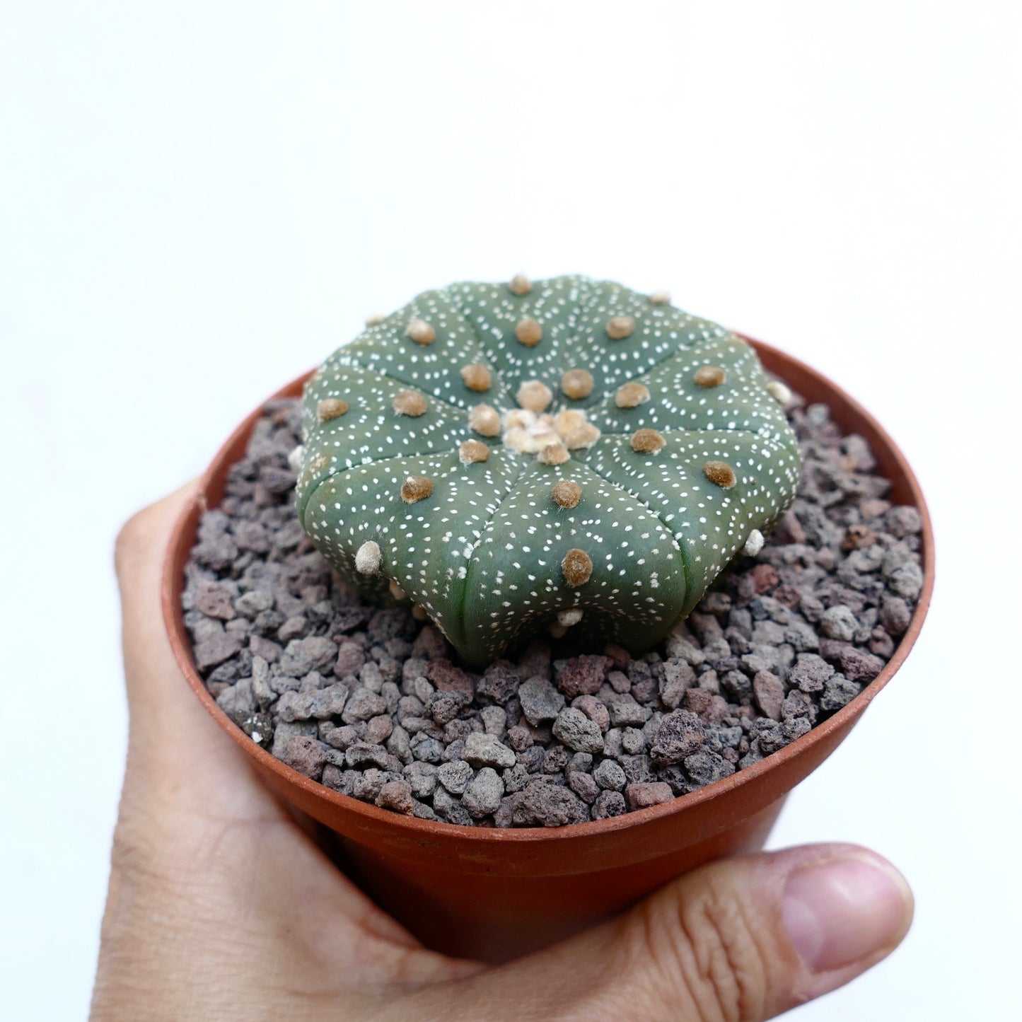 Astrophytum asterias STAR-SHAPE 79H