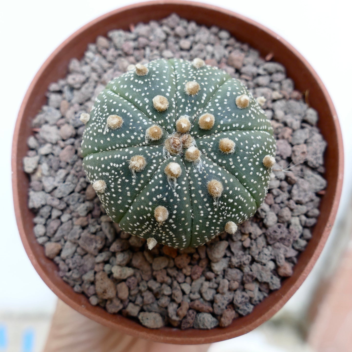 Astrophytum asterias cv OIBBO x mulipunctatum 47