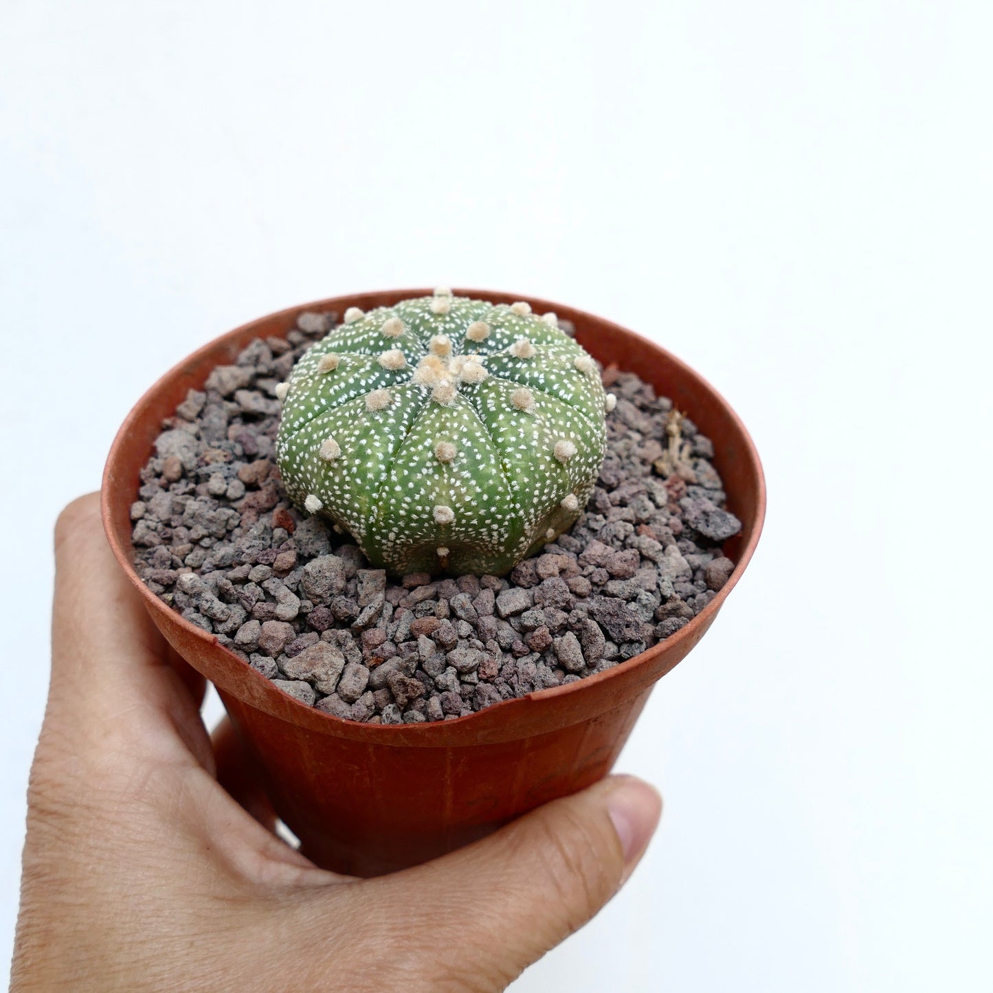 Astrophytum asterias MULTIPUNCTATUM x OIBBO STAR-SHAPE B14