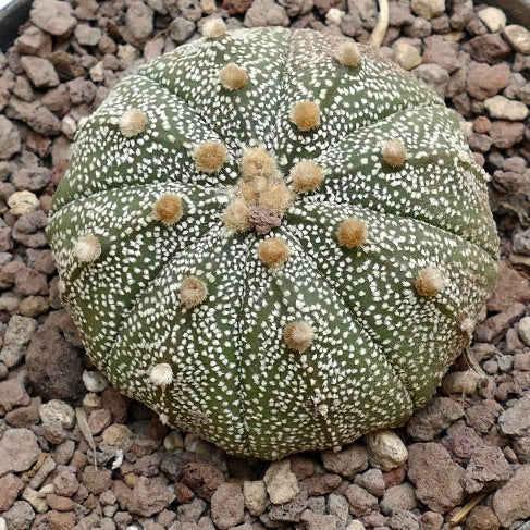 Astrophytum asterias MULTIPUNCTATUM 7Z8