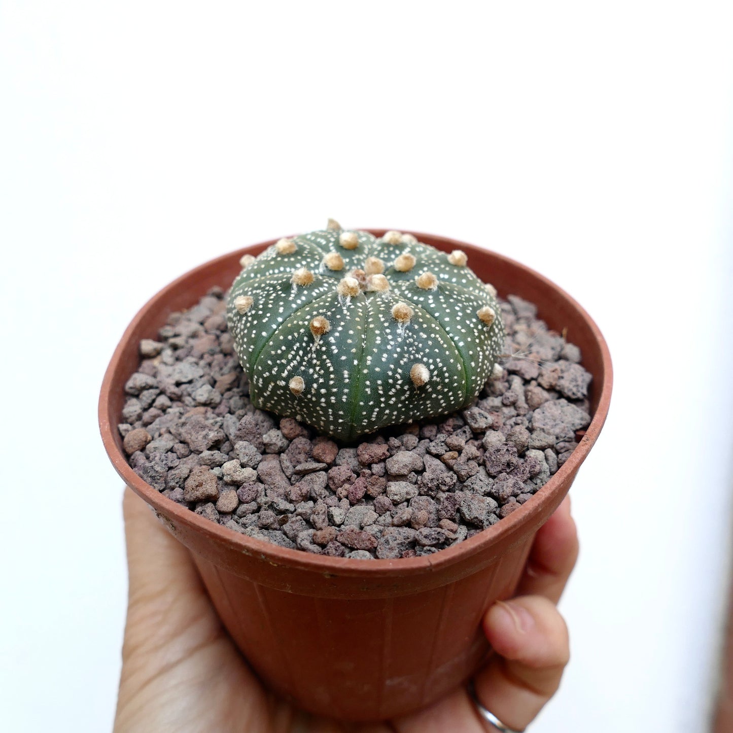 Astrophytum asterias cv OIBBO x mulipunctatum 47