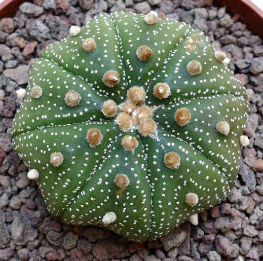 Astrophytum asterias slightly STAR-SHAPE MPS1