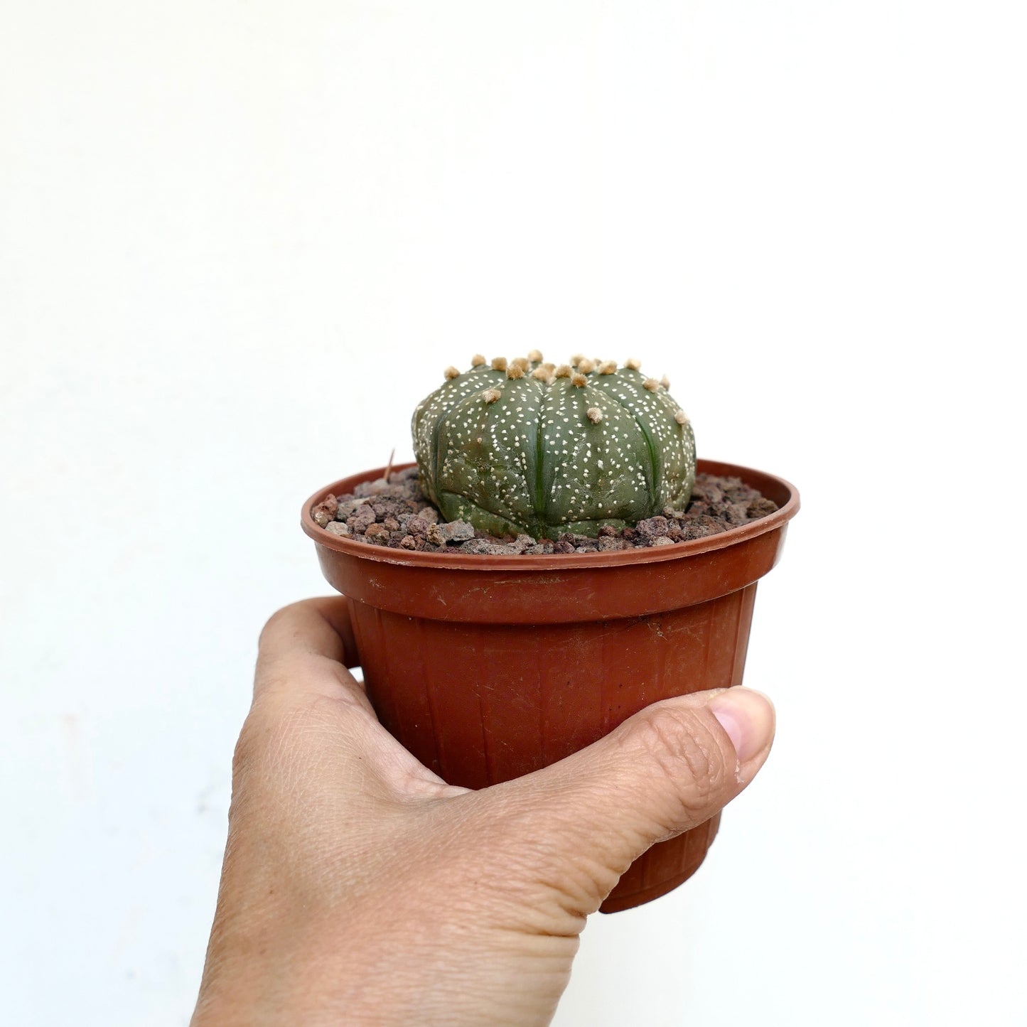 Astrophytum asterias TAMAULIPAS S1R