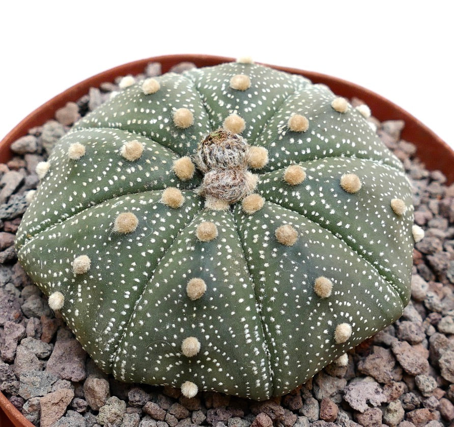 Astrophytum asterias 10