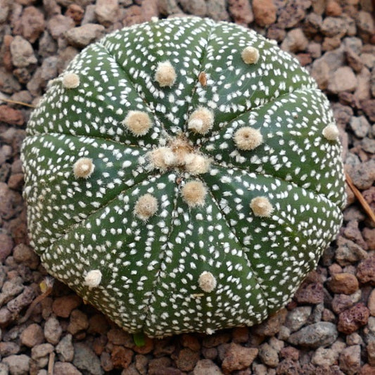 Astrophytum asterias MULTIPUNCTATUM x OIBBO STAR-SHAPE 25