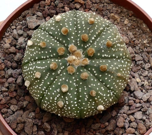 Astrophytum asterias TAMAULIPAS S1R