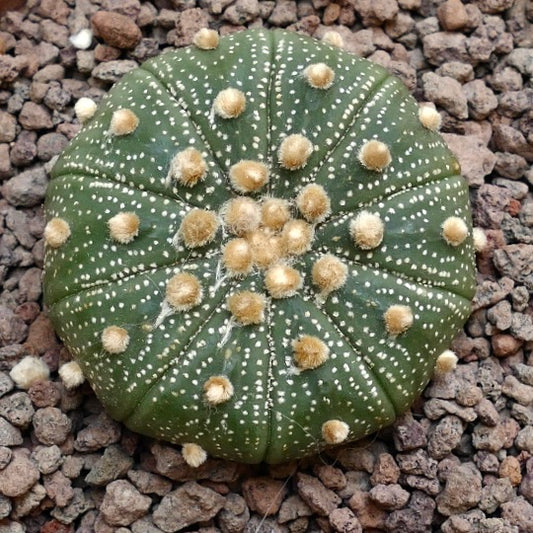 Astrophytum asterias multipunctatum X OIBBO BA1