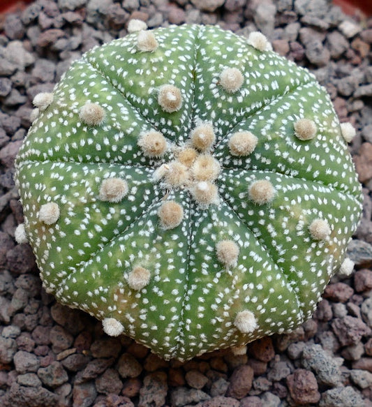 Astrophytum asterias MULTIPUNCTATUM x OIBBO STAR-SHAPE B14