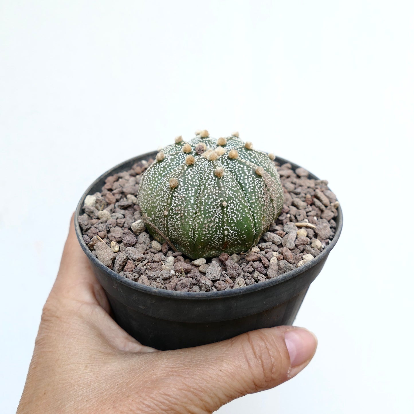 Astrophytum asterias MULTIPUNCTATUM 7Z8