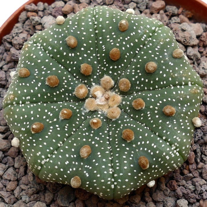 Astrophytum asterias STAR-SHAPE 79H