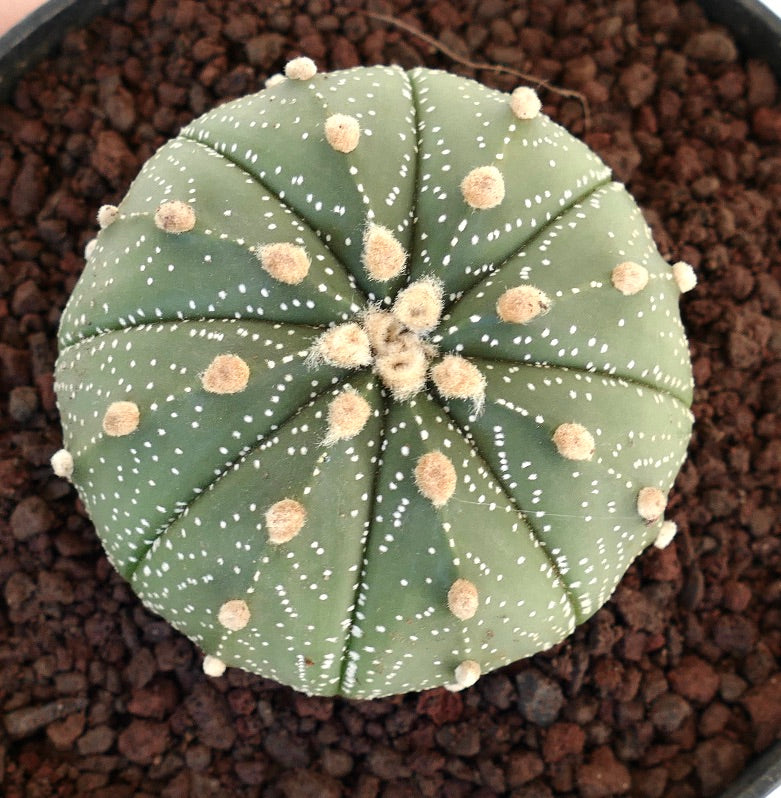 Astrophytum asterias 400J