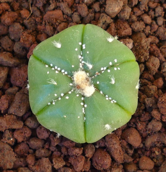 Astrophytum asterias 6 RIBS form 11F