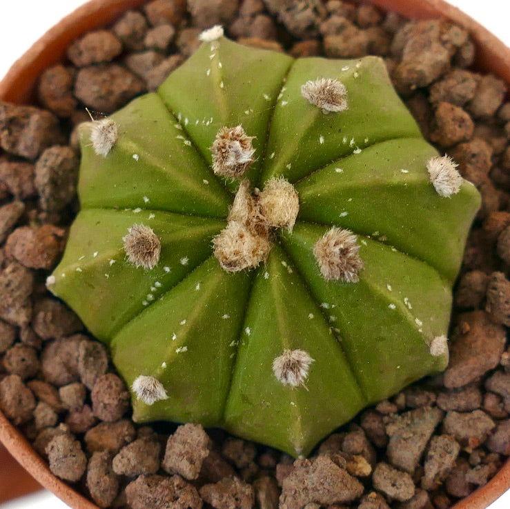 Astrophytum asterias liten rund sukkulent kaktus med ullaktige areoler og grønn ribbet kropp