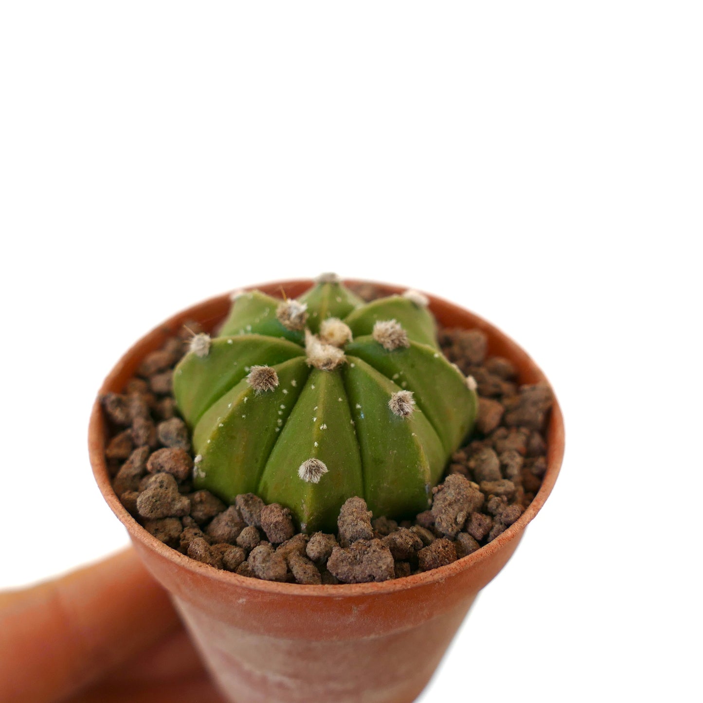 Astrophytum asterias liten grønn rund kaktus med lodne areoler i terrakottapotte