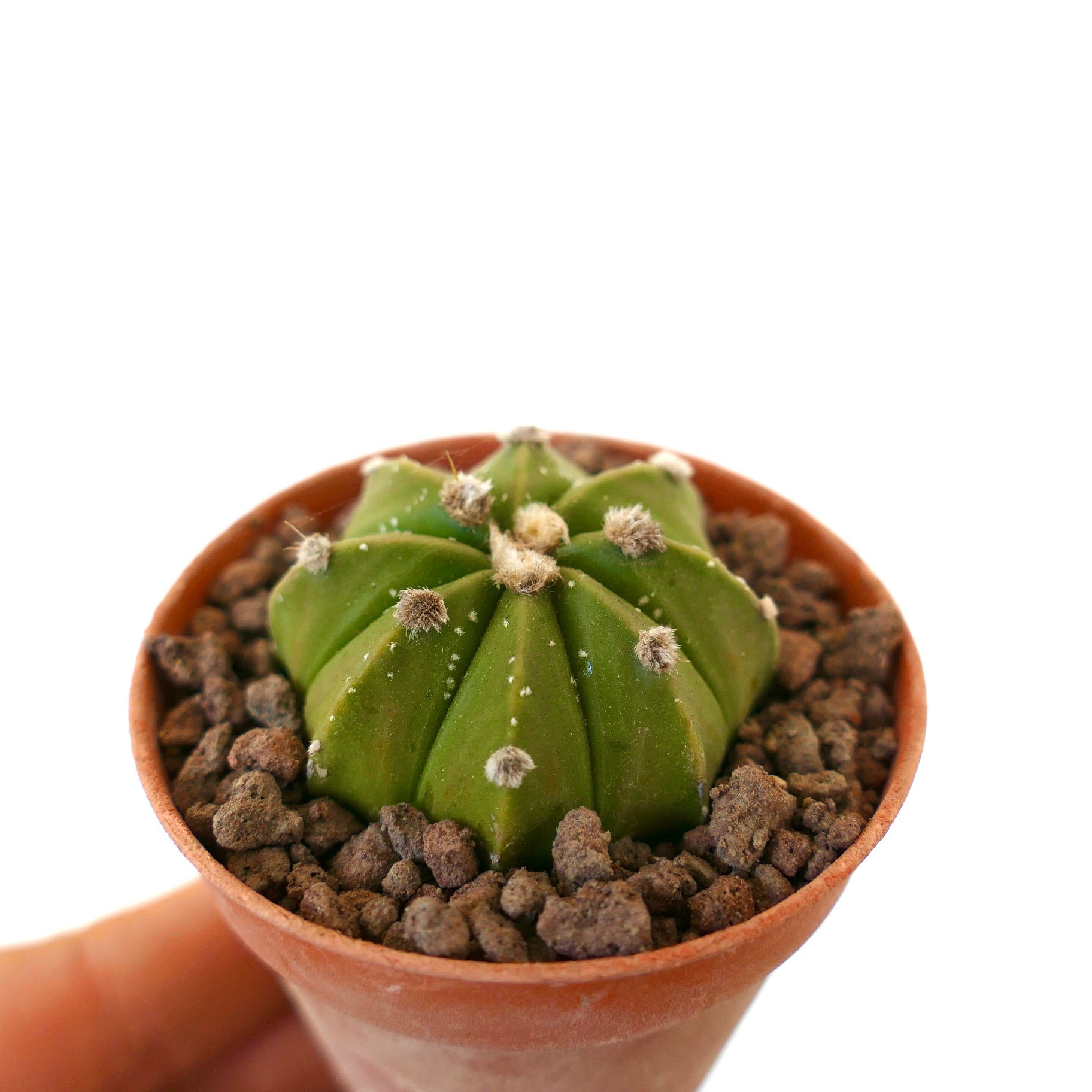 Astrophytum asterias liten grønn sukkulent kaktus med ullrike areoler i terrakottapotte