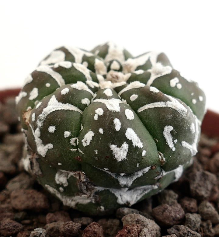 Astrophytum asterias rare succulent cactus with white flecks and rounded ribs