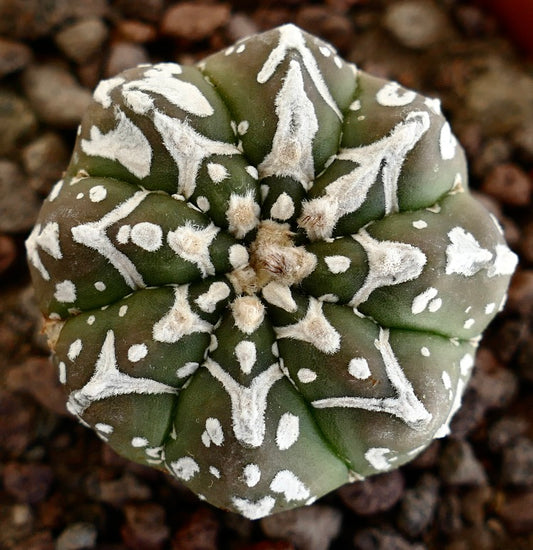 Astrophytum asterias succulent cactus with white fuzzy spots and round ribbed shape