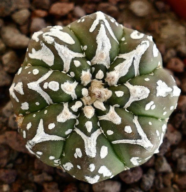 Astrophytum asterias rare succulent cactus with white textured patterns and rounded shape