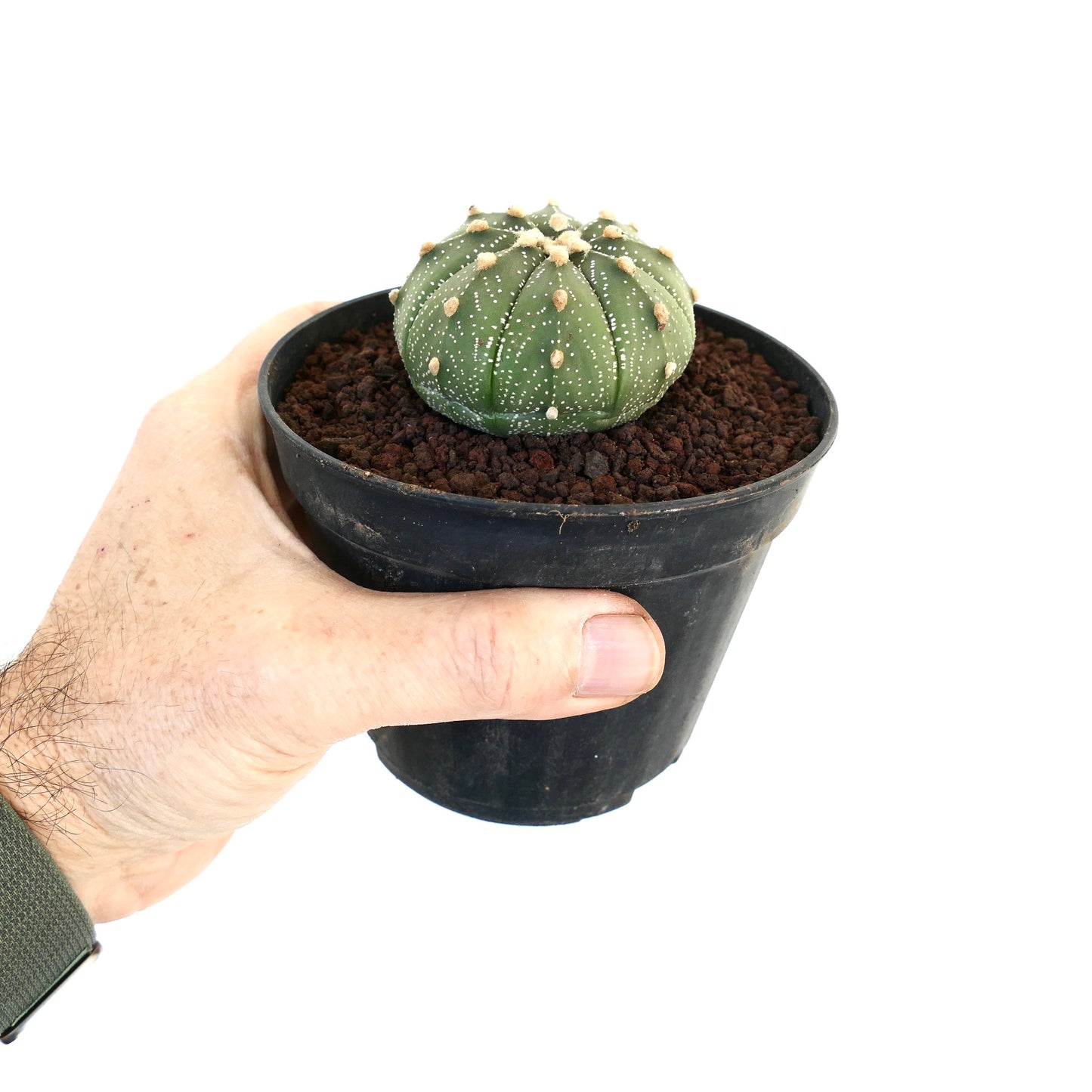 Astrophytum asterias 400J