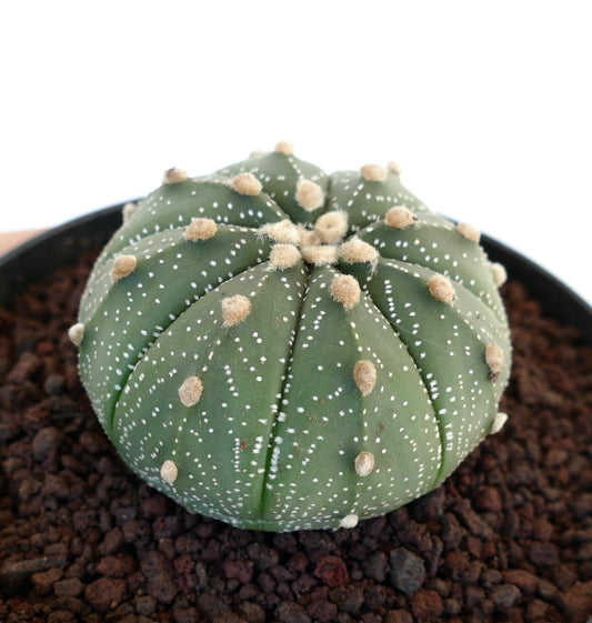 Astrophytum asterias 400J