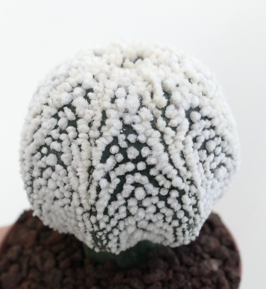 Astrophytum asterias cv HANAZONO Star-Shape