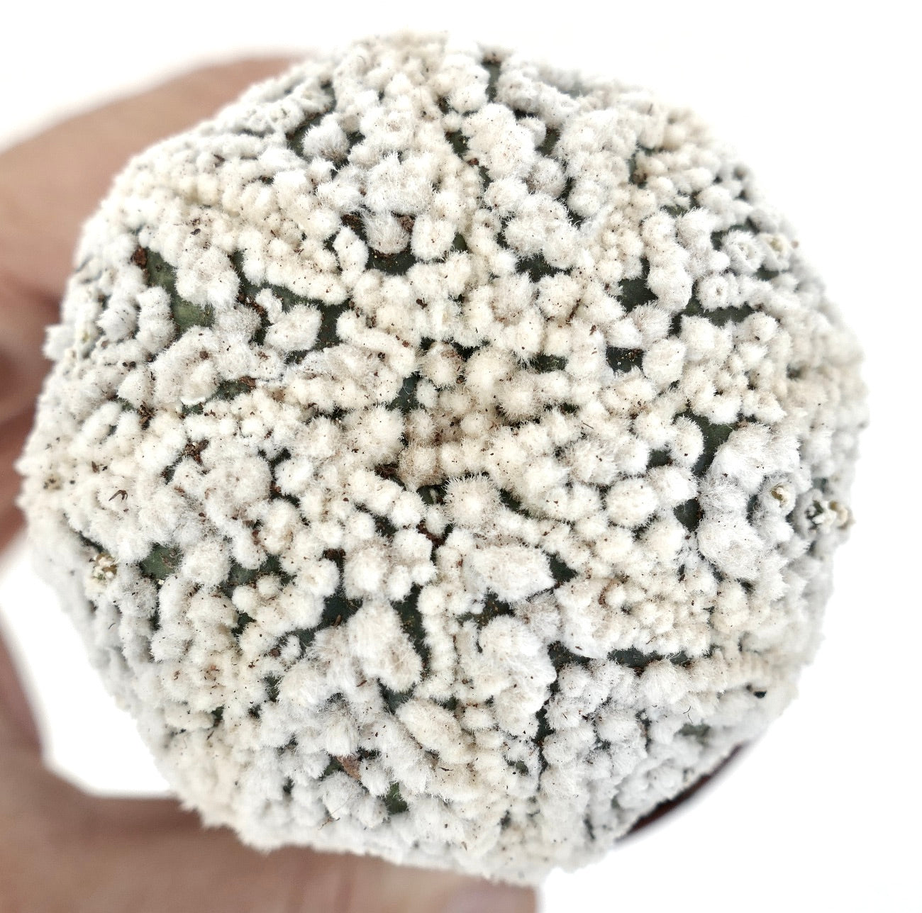 แอสโทรไฟตัม แอสเตอเรียส cv ฮานาโซโนะ กระบองเพชรหายากที่มีตุ่มขนขาวแน่นและลำต้นสีเขียว