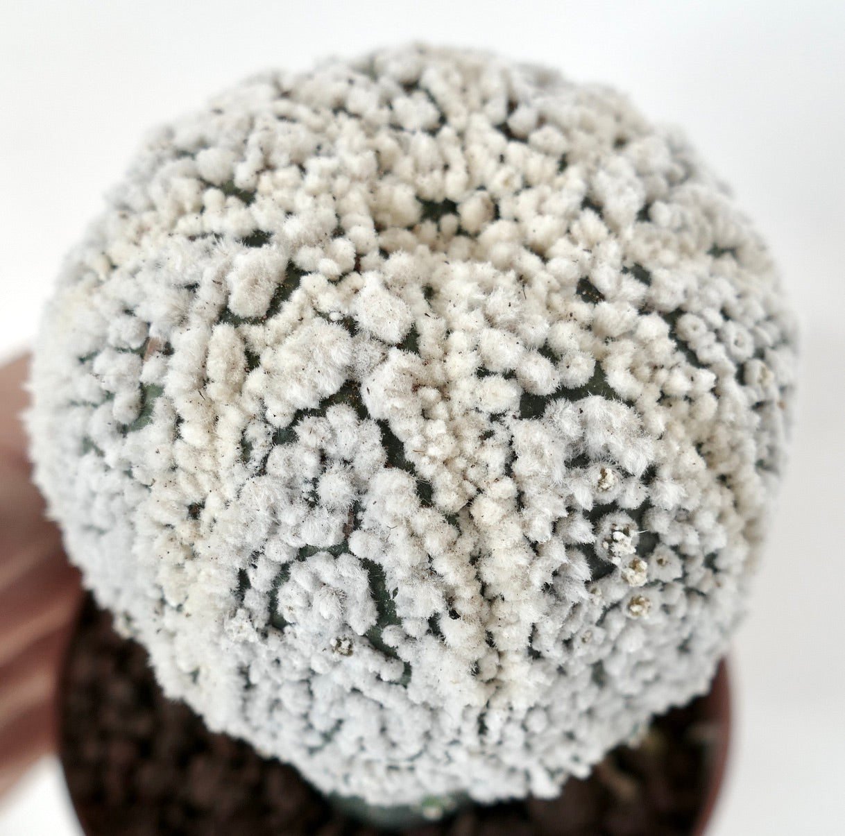 Astrophytum asterias cv HANAZONO