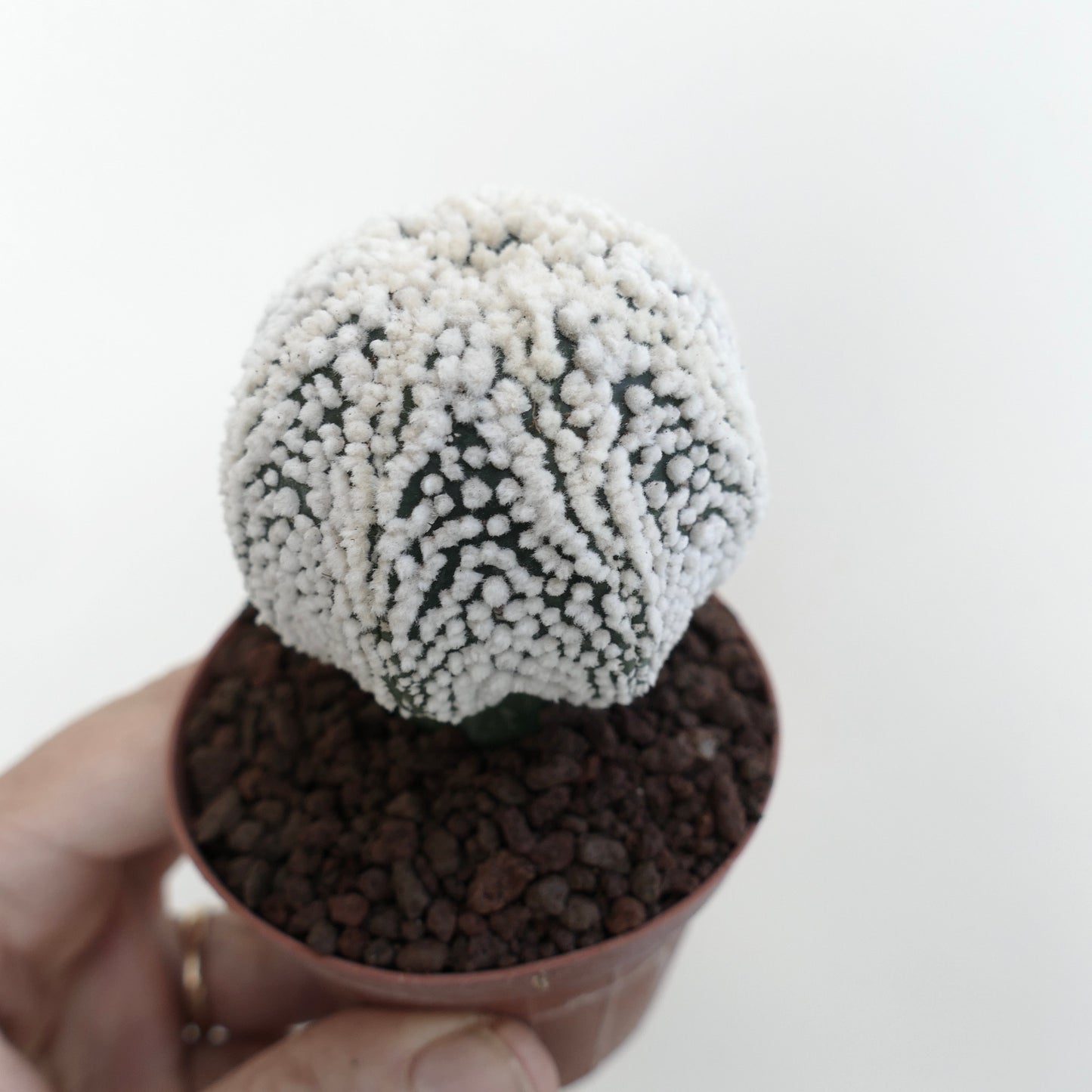 Astrophytum asterias cv HANAZONO Star-Shape