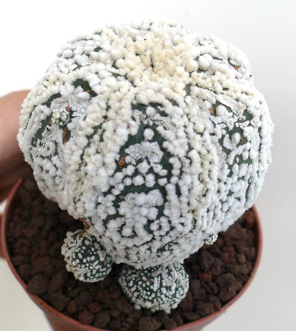 Astrophytum asterias cv HANAZONO Star-Shape